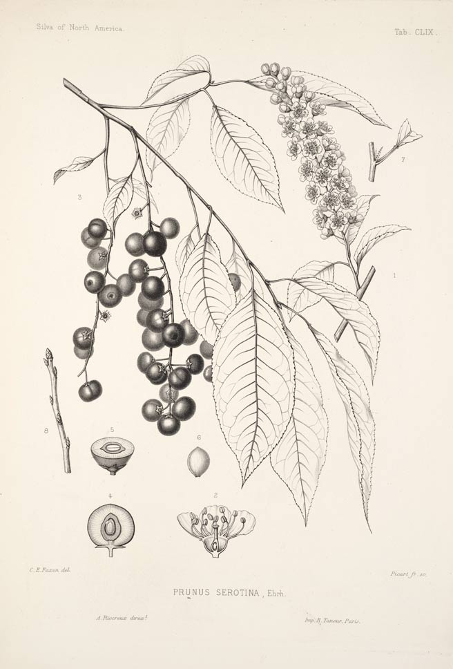 Wild Cherry, one of the largest cherries